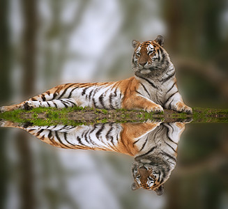 反射条纹摄影照片_躺在草地上反射在水中的美丽虎
