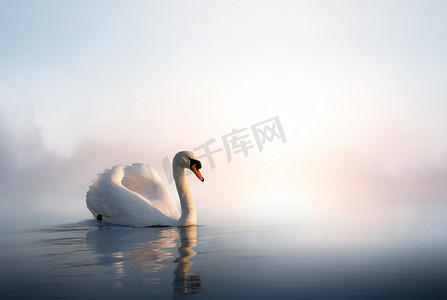 艳阳天摄影照片_在一天的日出时浮在水面上的艺术天鹅