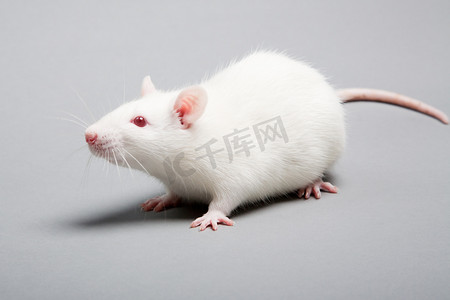 医疗动物摄影照片_白鼠