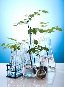 绿色科技医疗摄影照片_在试管实验中植物的特写
