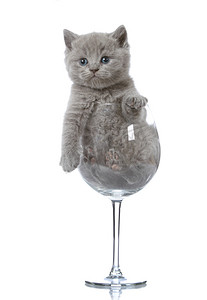 在酒杯中的小猫