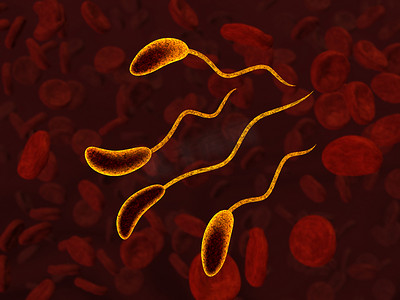 血液中的细菌