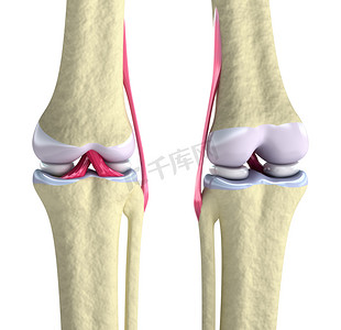 膝关节韧带和软骨上白色隔离
