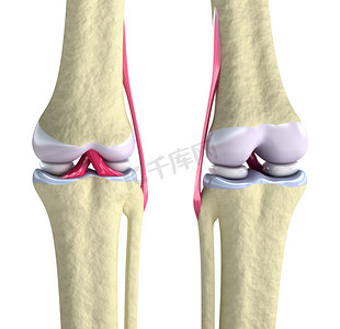 髋关节摄影照片_膝关节韧带和软骨上白色隔离