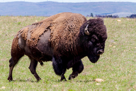 The Iconic Wild Western Symbol - the American Bison (or Buffalo) on the Range in Oklahoma.