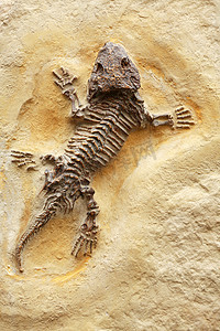 古蜥蜴化石