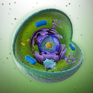 动物细胞切-远-科学正确的 3d 图
