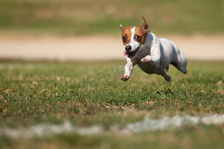 回迁摄影照片_精力充沛的杰克罗素梗犬在草地运行