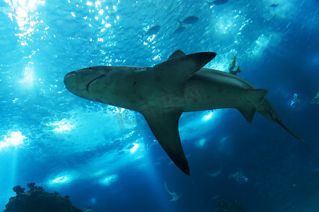 葡萄牙里斯本的欧洲海洋水族馆