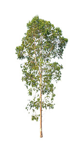 尤加利摄影照片_Eucalyptus tree, tropical tree in the northeast of Thailand isol