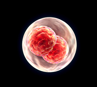 胚胎卵裂