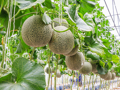 绿色农业科技摄影照片_生长在温室甜瓜瓜按字符串支持我