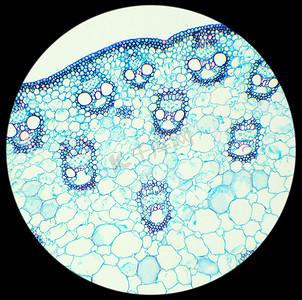 在显微镜下 (玉米干麦片截面的茎 