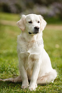 White Labrador in the summer park