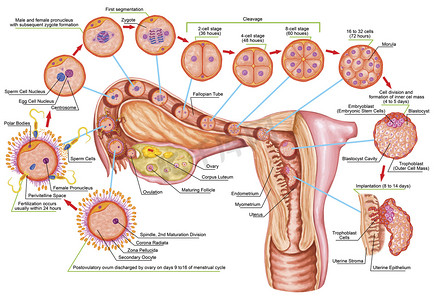 人类个体发育、 受精、 发育阶段、 胚胎学、 子宫、 人类胚胎发生、 细胞分裂、 劈裂、 blastulation、 后萨德勒的植入的细胞发展