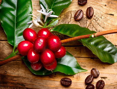 咖啡树咖啡豆摄影照片_咖啡树。红色咖啡豆的咖啡树的树枝上
