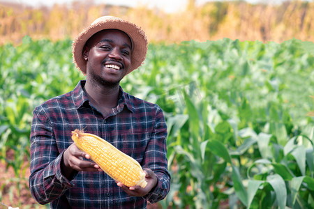 鲜玉米摄影照片_非洲农民带着微笑和喜悦在有机农场种植新鲜玉米。