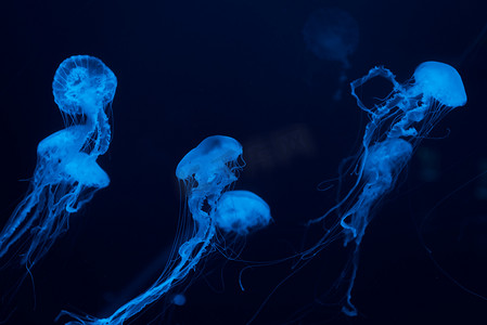水母，触须为蓝色霓虹灯，背景为深色