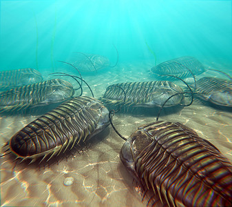 Trilobites Scavenging On The Seabottom