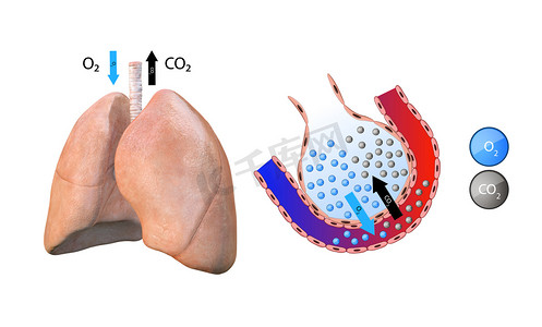 肺的解剖，肺泡，肺的气体转移，血液的氧化，呼吸系统，肺炎,