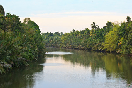 floden i jungle4