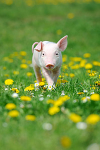 在绿色草地上的小猪