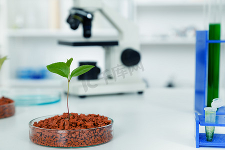科技种子摄影照片_转基因植物在皮氏培养皿.ecology 实验室测试