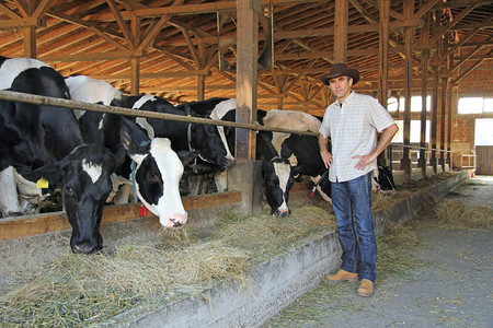 农夫和母牛在牛棚里