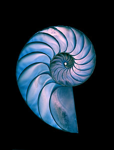 几何海摄影照片_鹦鹉螺的壳-伟大详细拍摄