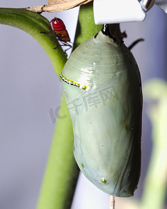 and摄影照片_A vertical selective focus shot of a cocoon and an insect on the branch of a plant
