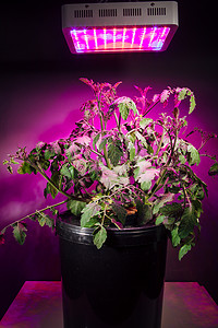 辐射量摄影照片_成熟的西红柿植物下植物生长灯