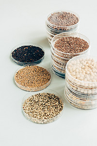 科技种子摄影照片_现代农业实验室塑料容器中各种种子的选择性聚焦 
