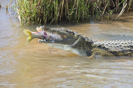 大尼罗河鳄鱼吃一条鱼在河岸边