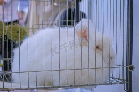 点巨人摄影照片_毛绒绒白色安哥拉兔在笼中的农业动物展销会上，市场