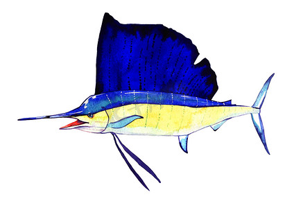 手绘眼睛鱼摄影照片_水彩的鱼，sailboad 鱼