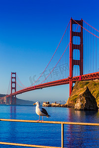加利福尼亚州的旧金山金色门桥海鸥