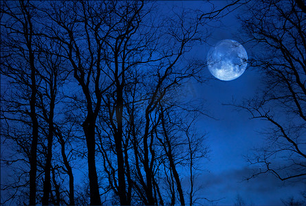 南宁中秋月亮摄影照片_满月后面的桤木树。暮光拍摄.