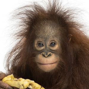 吃一个香蕉，看起来年轻婆罗洲猩猩的特写