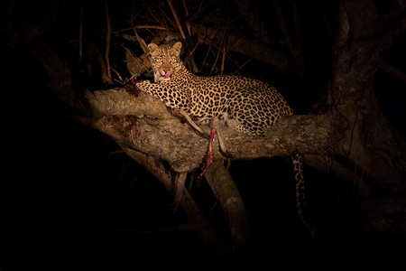 被叮咬摄影照片_晚上只饥饿的豹子在树上吃死猎物