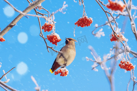 连雀摄影照片_在冰雪覆盖的山灰雀