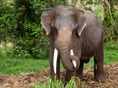 大象耳朵摄影照片_在泰国的大象