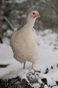 雪免费摄影照片_一只鸡在一个多雪的农场