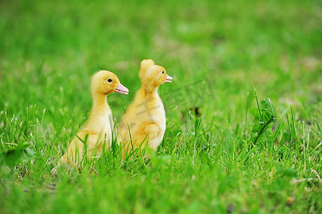 两个毛茸茸的小鸡走在绿草
