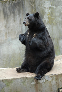 动物园里的黑熊。夏天到了。