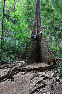 树状文化墙摄影照片_丛林中的根状支撑树