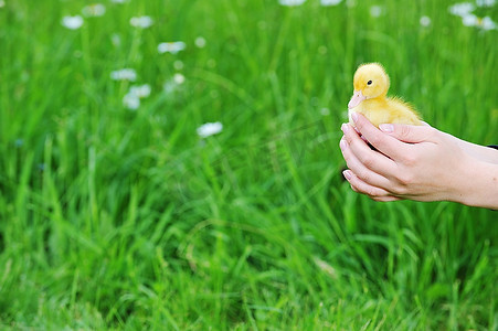 玩具可爱的小鸡抱着女人鹅雏手一个可爱的小鸡的特写肉用鸡小鸽子一