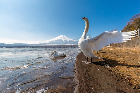 冬天从山中湖和鹅出来的富士山