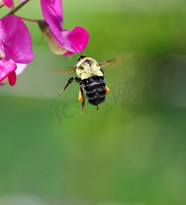 大黄蜂飞向一朵花，