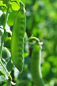 植物豌豆摄影照片_在花园里生长的豌豆植物。豆荚豌豆