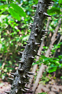 带刺的树干，丛林，印度